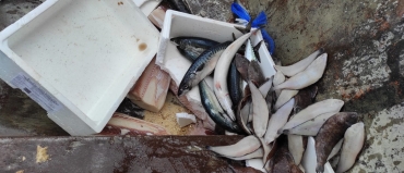 Decomisado de pescado