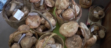 Turismo, ocio y gastronomía