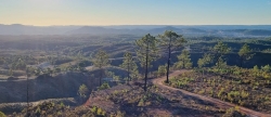 Repoblación forestal