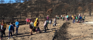 Repoblación forestal voluntaria