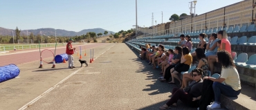 Adiestramiento canino