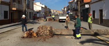 La calle Triana tendrá nuevas palmeras