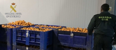 Recuperan 2000 kilos de naranjas robadas
