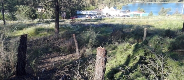 Denuncian tala masiva de árboles en Riotinto